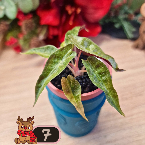 Alocasia Polly aurea Splash