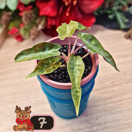 Alocasia Polly aurea Splash