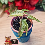 Alocasia Polly aurea Splash