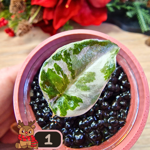 Alocasia Wentii albo/pink