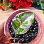 Alocasia Wentii albo/pink