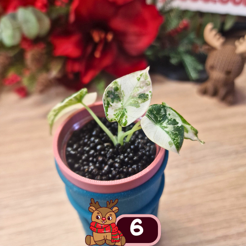 Alocasia Black Velvet pink