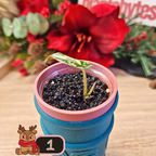 Alocasia Wentii albo/pink