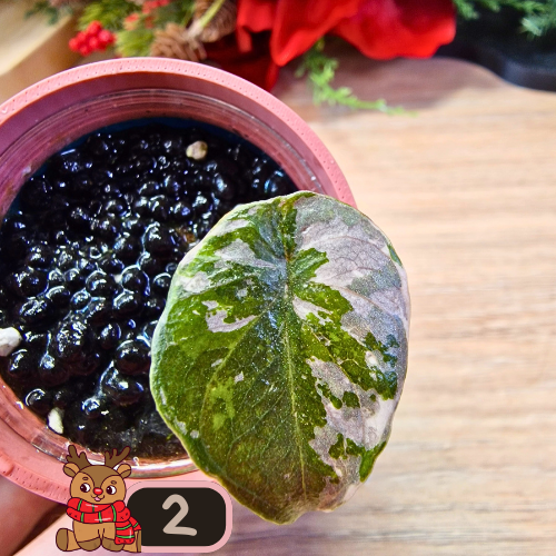 Alocasia Wentii albo/pink