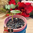 Alocasia Wentii albo/pink