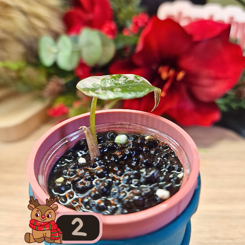 Alocasia Wentii albo/pink