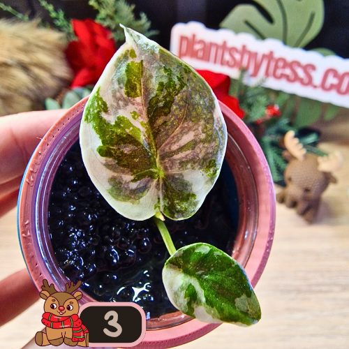 Alocasia Wentii albo/pink