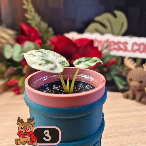 Alocasia Wentii albo/pink