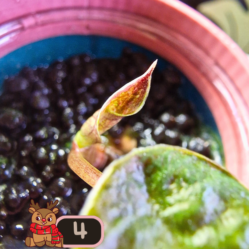 Alocasia Wentii albo/pink