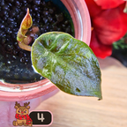 Alocasia Wentii albo/pink