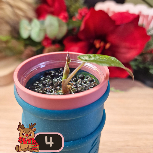 Alocasia Wentii albo/pink