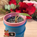 Alocasia Wentii albo/pink