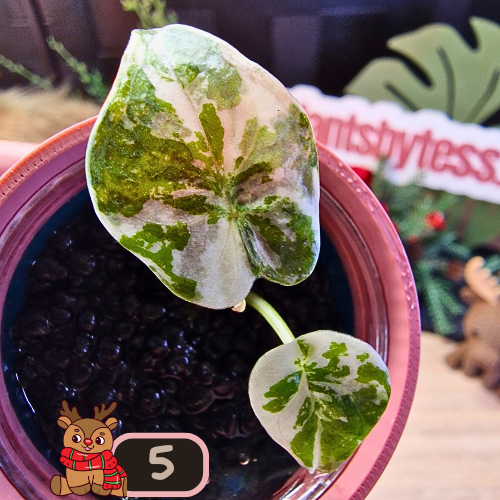 Alocasia Wentii albo/pink