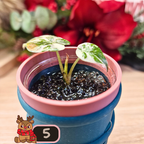 Alocasia Wentii albo/pink