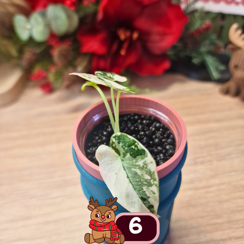 Alocasia Black Velvet pink