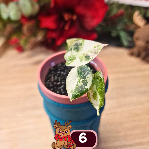 Alocasia Black Velvet pink