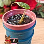 Alocasia Wentii albo/pink