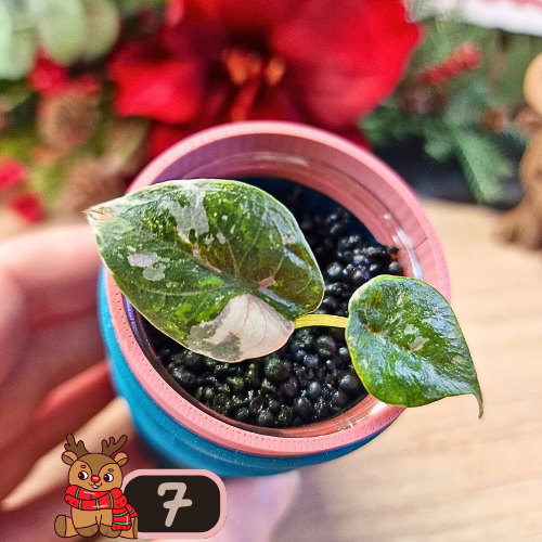 Alocasia Wentii albo/pink