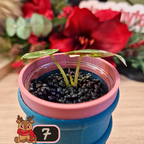 Alocasia Wentii albo/pink