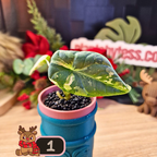 Alocasia Maharani albo