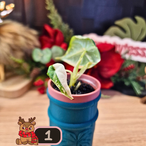 Alocasia Maharani albo