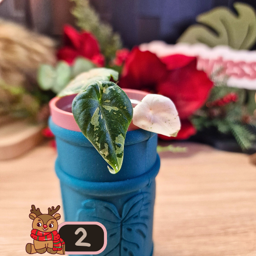 Alocasia Maharani albo