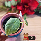 Alocasia Maharani albo