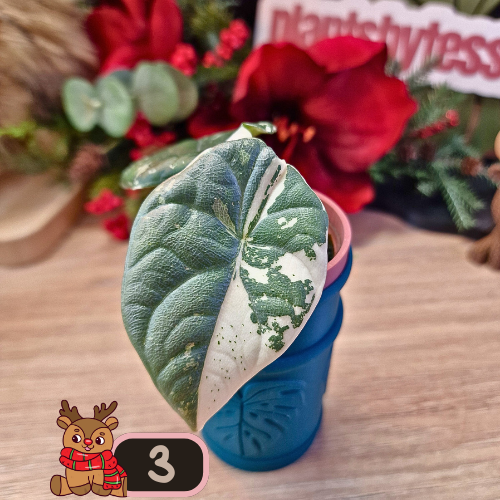 Alocasia Maharani albo