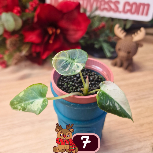 Alocasia Black Velvet pink