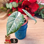 Alocasia Maharani albo