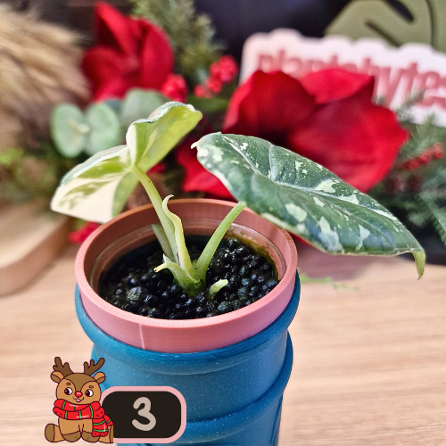 Alocasia Maharani albo