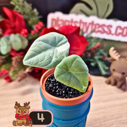 Alocasia Maharani albo