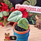 Alocasia Maharani albo