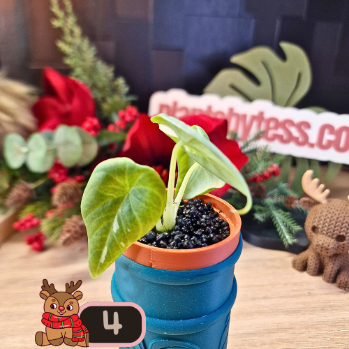 Alocasia Maharani albo