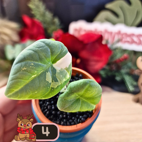 Alocasia Maharani albo