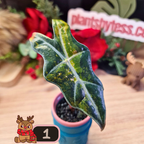 Alocasia Nobilis aurea