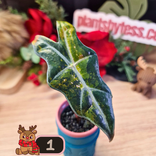 Alocasia Nobilis aurea