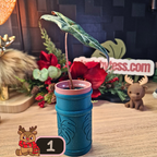 Alocasia Nobilis aurea