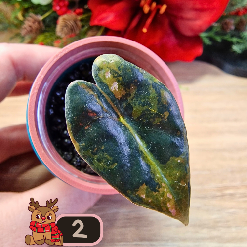 Alocasia Nobilis aurea