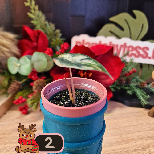 Alocasia Nobilis aurea