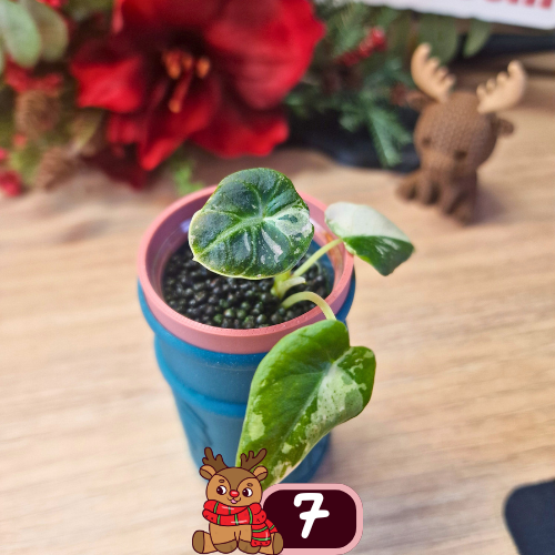 Alocasia Black Velvet pink