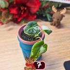 Alocasia Black Velvet pink