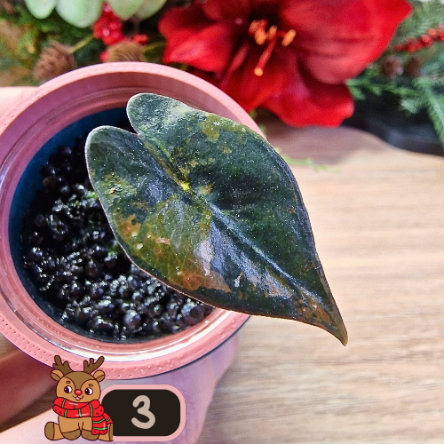 Alocasia Nobilis aurea