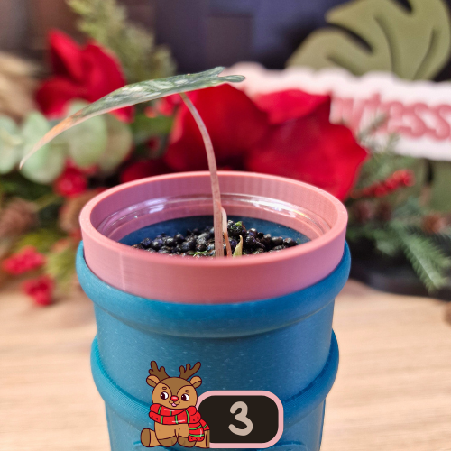 Alocasia Nobilis aurea