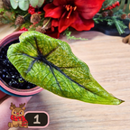 Alocasia Jacklyn Variegated