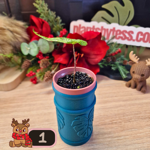 Alocasia Jacklyn Variegated