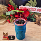 Alocasia Jacklyn Variegated