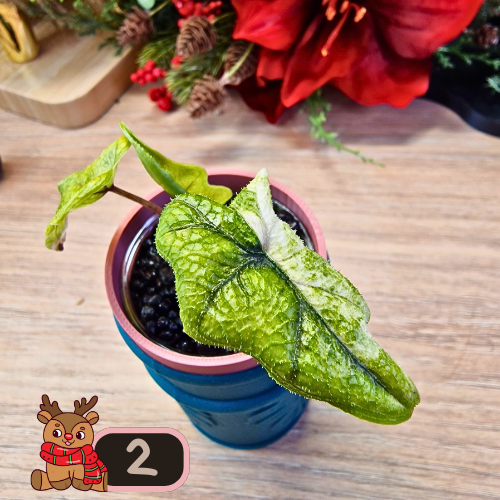 Alocasia Jacklyn Variegated