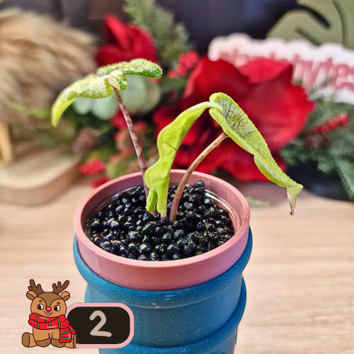 Alocasia Jacklyn Variegated