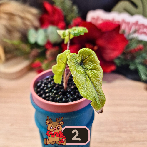 Alocasia Jacklyn Variegated